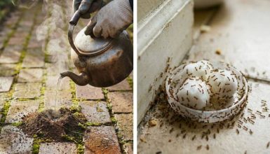 get rid of ants in the house