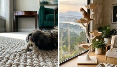 how to keep cats from scratching carpet